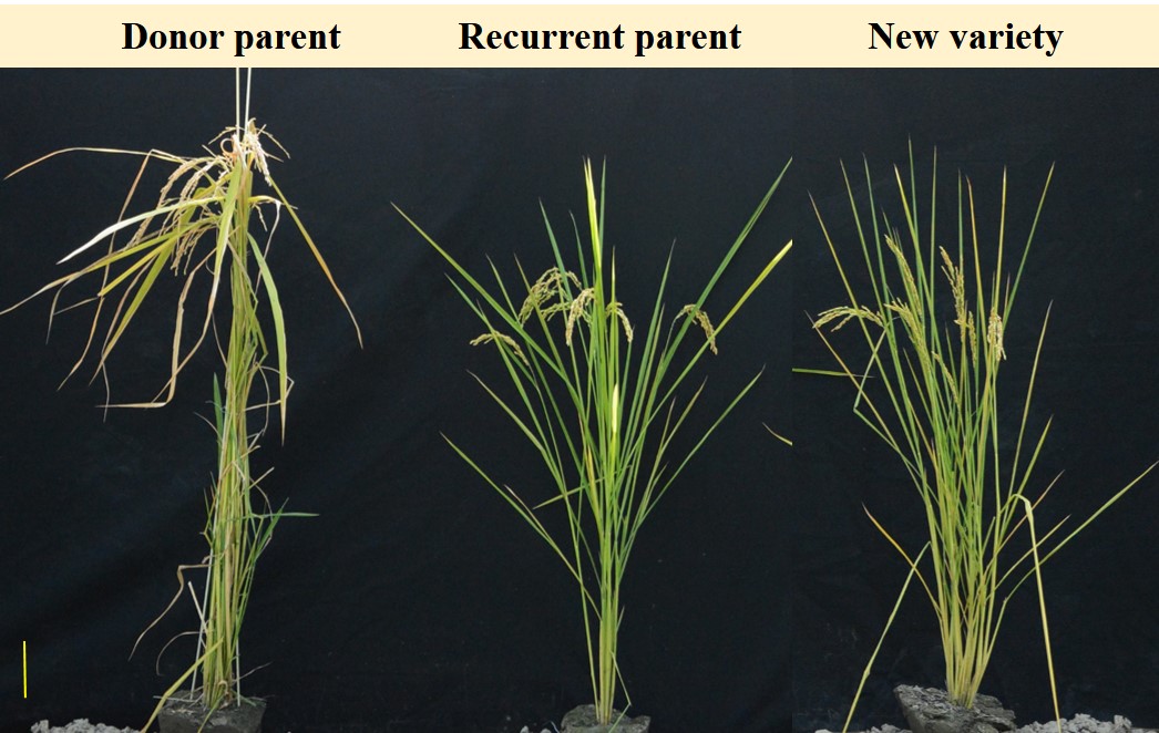 The newly bred rice variety has similar morphology to the parent variety TNG71, except for more tillers and higher grain yield.